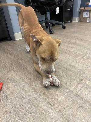 A brown dog with a lean build is standing on a wooden floor, holding a red and white object in its mouth. The dog appears to be focused on the object, possibly a toy or a treat. The background includes an office chair and some furniture, suggesting an indoor setting.