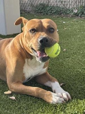 Bowser, Terrier / Mixed Breed, adult, available for adoption