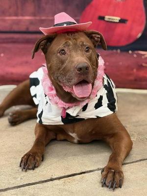 Cassia, Terrier / Mixed Breed, senior, available for adoption
