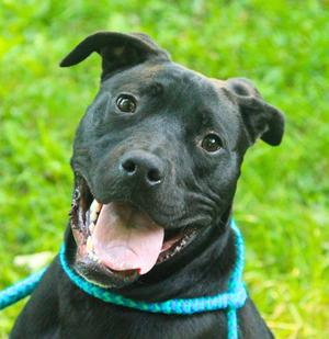 Leilo, Pit Bull Terrier / Black Labrador Retriever, puppy, available for adoption