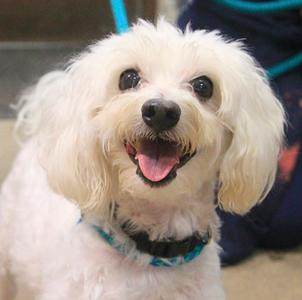 Max, Poodle / Maltese, senior, available for adoption
