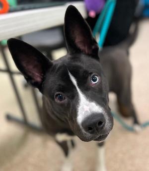 Koda, American Staffordshire Terrier / Husky, puppy, available for adoption