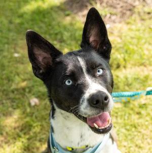 Luna Baby, Husky / Cattle Dog, adult, available for adoption