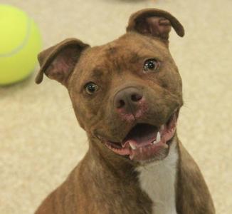 Redford, Boxer, young, available for adoption