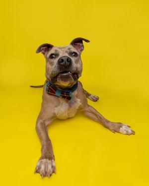 A brown dog with a plaid bandana lying on a yellow background.