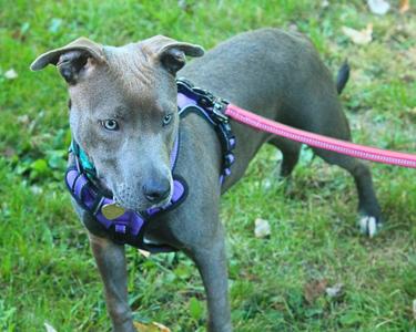 A gray dog with blue eyes wearing a purple harness and a pink leash, standing on grass.