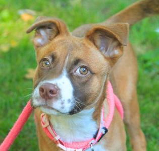 A brown and white dog wearing a pink harness and leash, standing on grass.
