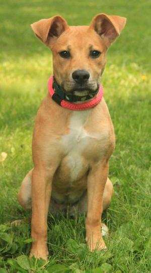 A light brown puppy with a pink collar sitting on green grass.