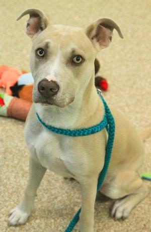 A light-colored dog with a blue leash sitting on a carpeted floor.