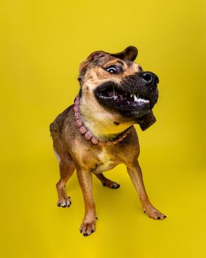 A dog with a brown and black coat, wearing a pink collar, standing on a yellow background with its mouth open, showing its teeth.