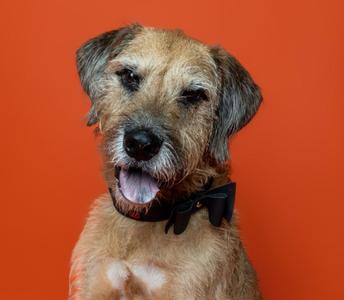 A fluffy dog with a black bowtie against an orange background