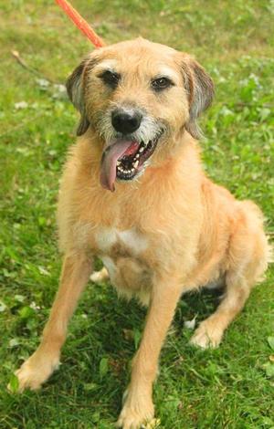Bentley, Irish Wolfhound, adult, available for adoption