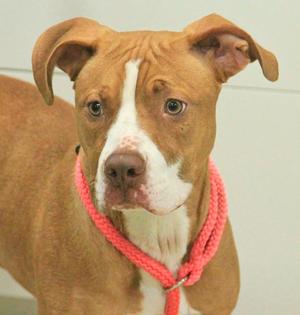 Rosie Girl, Terrier / American Staffordshire Terrier, puppy, available for adoption