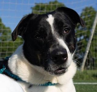 Tip, Border Collie / Mixed Breed, adult, available for adoption