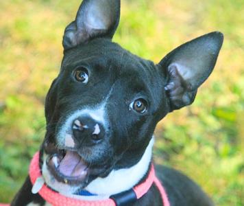 Victor, Mixed Breed, puppy, available for adoption