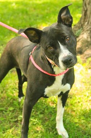 Millie, Mixed Breed / Retriever, adult, available for adoption