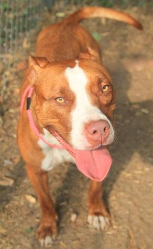 a brown and white dog with a pink tongue hanging out