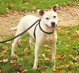 Frosty, Pit Bull Terrier / Dalmatian, young, available for adoption