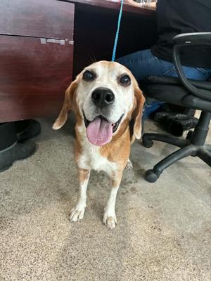 Earl, Beagle, senior, available for adoption