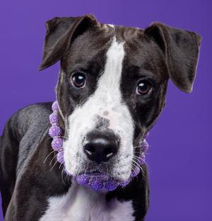 A black and white dog with a purple collar on a purple background