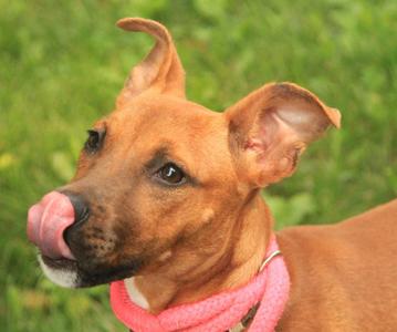A brown dog with a pink collar sticking its tongue out, standing in a grassy area.