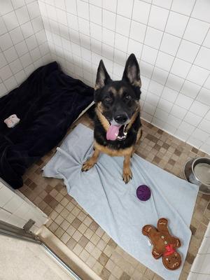 Kylie, German Shepherd Dog / Mixed Breed, adult, available for adoption