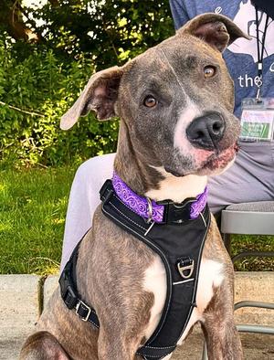 Pikachu, Pit Bull Terrier, young, available for adoption