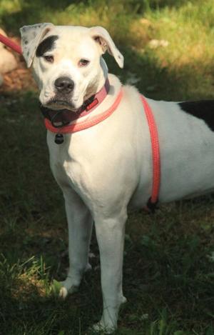 Freya, American Bulldog / Boxer, young, available for adoption