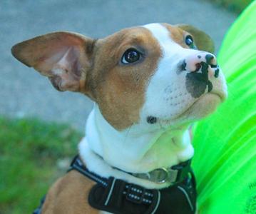 Rolf, Mixed Breed, puppy, available for adoption