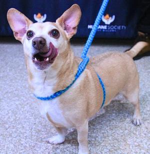 Niles, Chihuahua / Terrier, senior, available for adoption