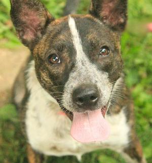 Katniss, Australian Cattle Dog / Blue Heeler / Dutch Shepherd, puppy, available for adoption
