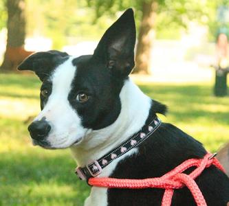 Louise, Border Collie, adult, available for adoption