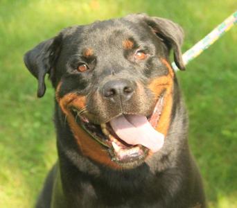 Luka, Rottweiler, adult, available for adoption