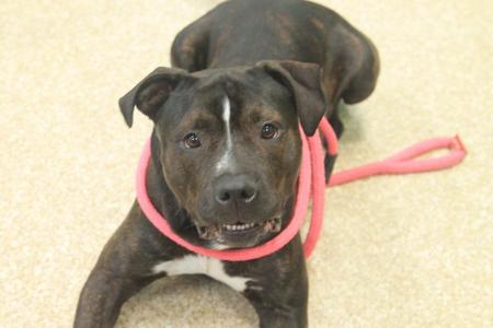 Loki, Pit Bull Terrier / Chocolate Labrador Retriever, adult, available for adoption