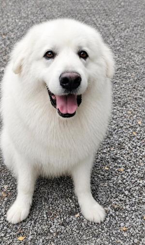 A fluffy white dog sitting on a gravel surface, looking directly at the camera with its mouth open and tongue out.