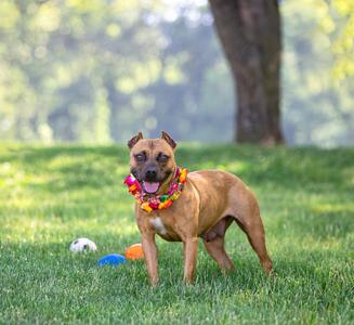 A brown dog with a colorful lei stands on grass with toys in the background.