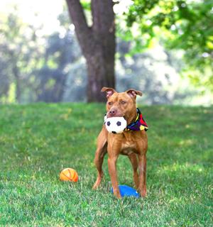 Oscar, Terrier, young, available for adoption