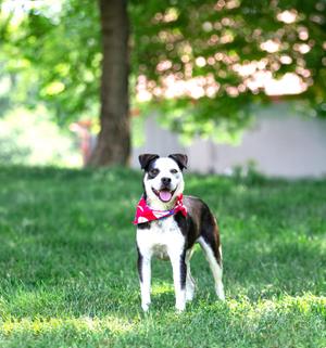 Andy, Terrier / Border Collie, young, available for adoption