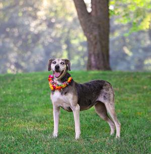 A dog wearing a colorful lei stands on a grassy field with trees in the background.