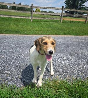 Honey, Cattle Dog, young, available for adoption