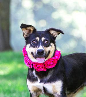 Sally, Australian Cattle Dog / Blue Heeler, young, available for adoption