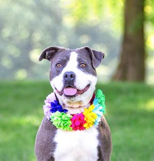 Stormy, Terrier, young, available for adoption