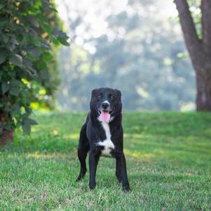 A black dog with a white patch on its chest stands on a grassy field, looking at the camera with its tongue out.