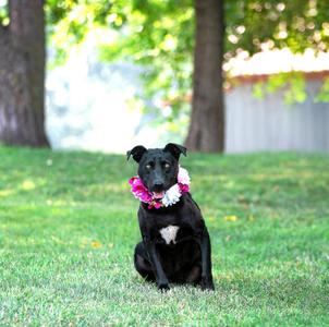 Mackenzie, Black Labrador Retriever / Spaniel, young, available for adoption