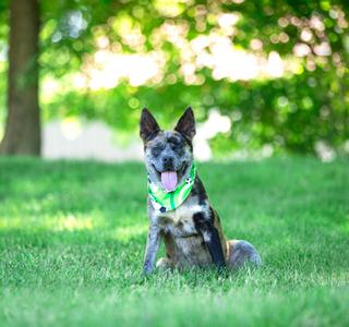 Snoopy, Catahoula Leopard Dog, young, available for adoption