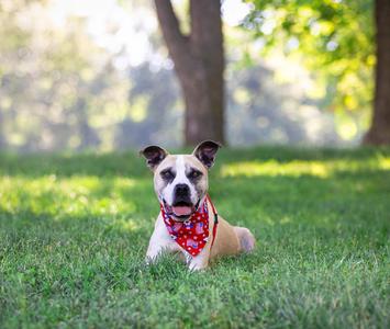 Kingston, Terrier, adult, available for adoption