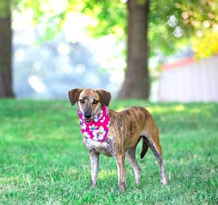 Holly, Hound, adult, available for adoption