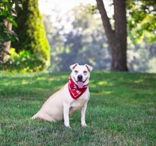 Iris, Labrador Retriever, adult, available for adoption