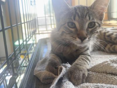 Cirrus, kitten, available for adoption