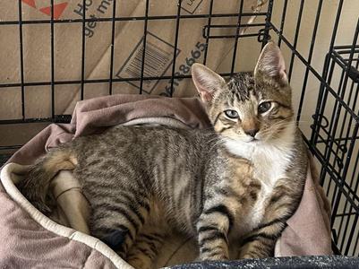 Stratus, kitten, available for adoption